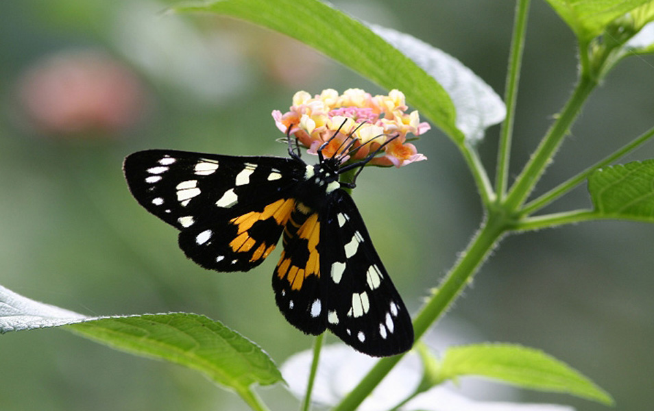 翅目 /a> a target="_blank" href="/item/虎蛾科">虎蛾科 /a>的通称