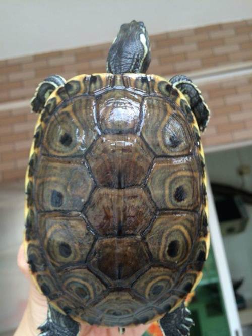  p>甜甜圈龟,拉丁学名为pseudemys concinna,原产自美国及墨西哥.