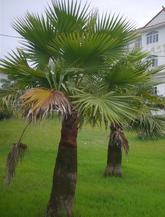 是棕榈科丝葵属植物.