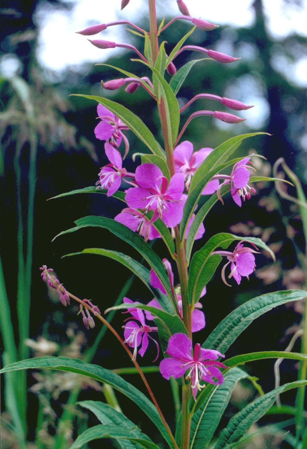  p>花 a href="#" data-lemmaid="32230">黄色 /a>,具长约1毫米的短柄