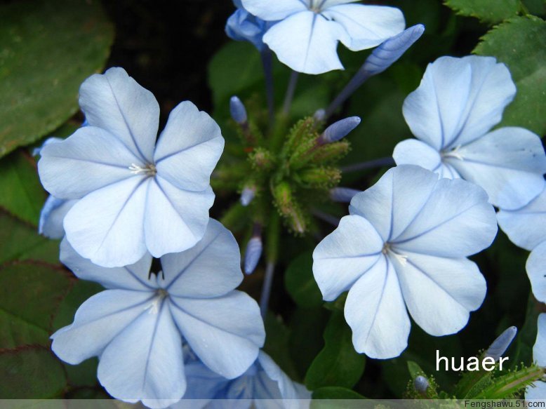  p> a target="_blank" href="/item/紫花丹/2228284" data-lemmaid="