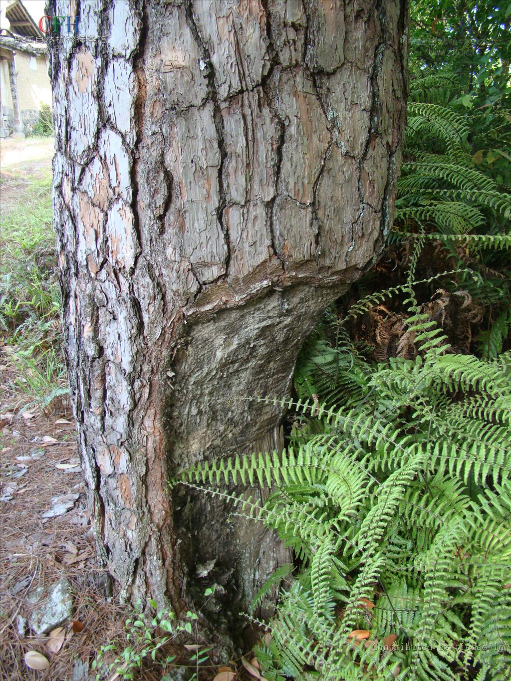  p>马尾松(学名: i>pinus massoniana /i> lamb i>.