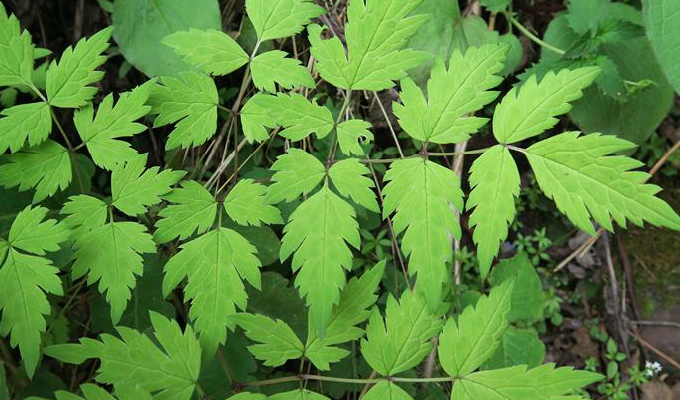 是毛茛科下的一个属,黄三七属植物有1种,分布于我国西南和 a hre"="
