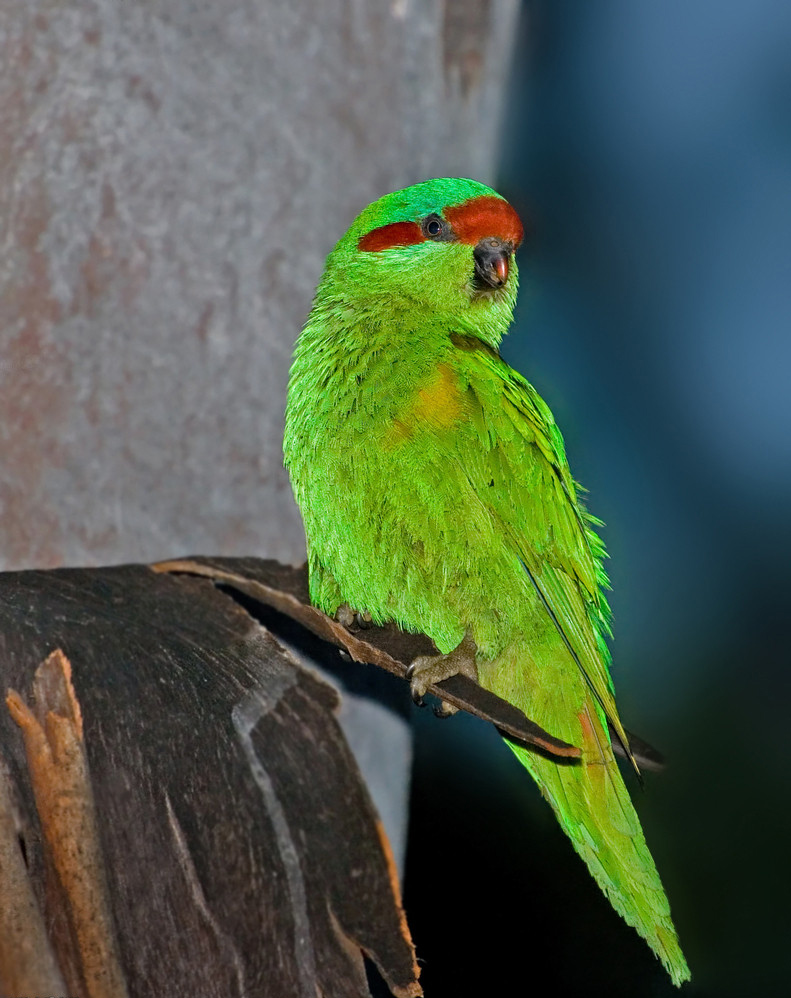 红耳绿吸蜜鹦鹉