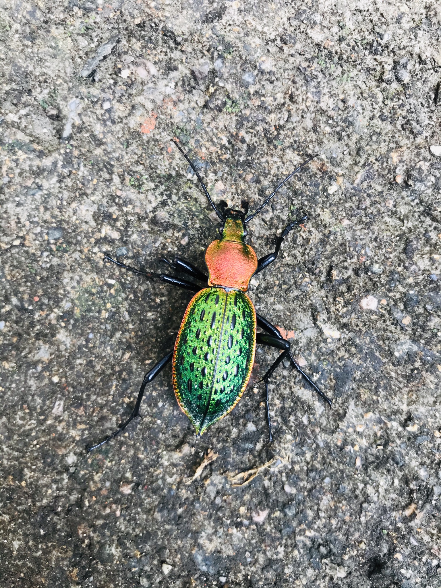 gnwz1b1pzy">疑步甲 ( i>carabus elysii /i> thomson, 1856)是鞘翅目