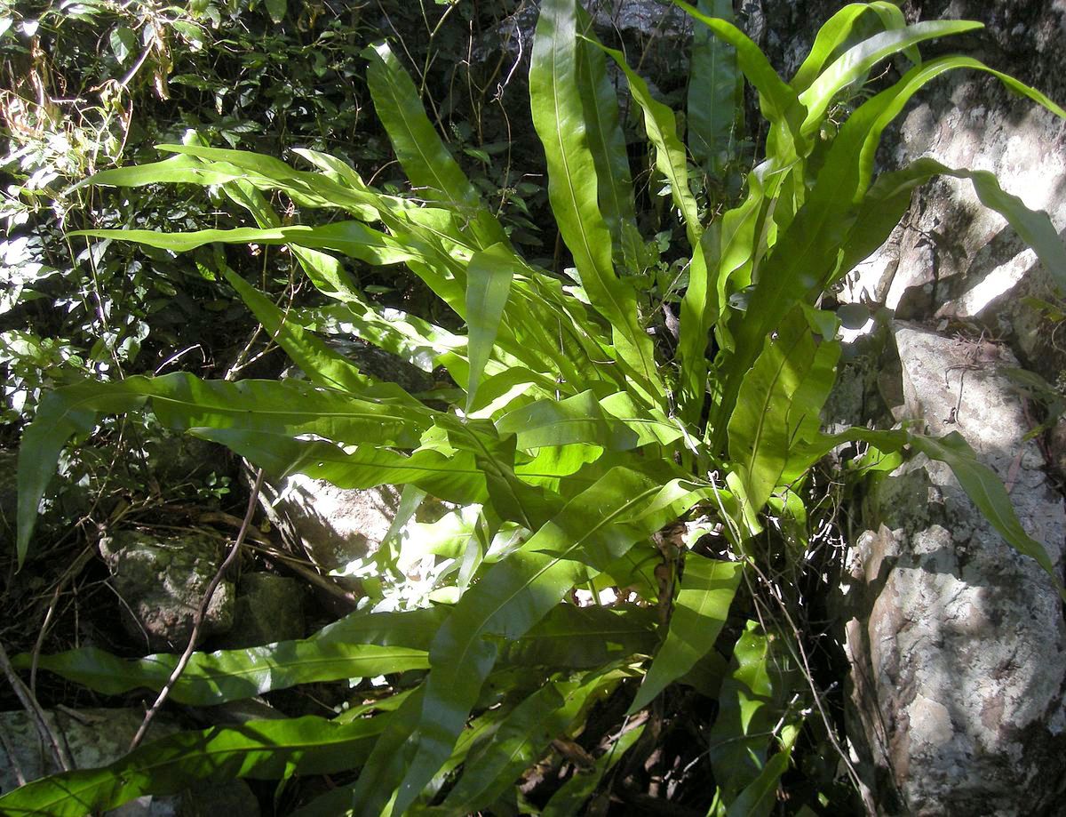 水龙骨科,星蕨属附生常绿蕨类 a target="_blank" href="/item/植物