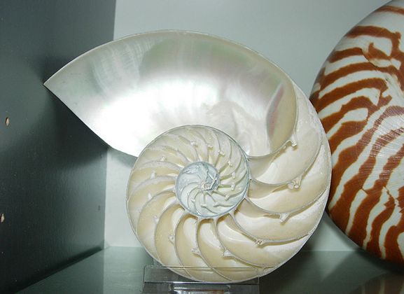  p>鹦鹉螺(学名:nautiloidea):是头足纲,鹦鹉螺科的海洋 a href="#">