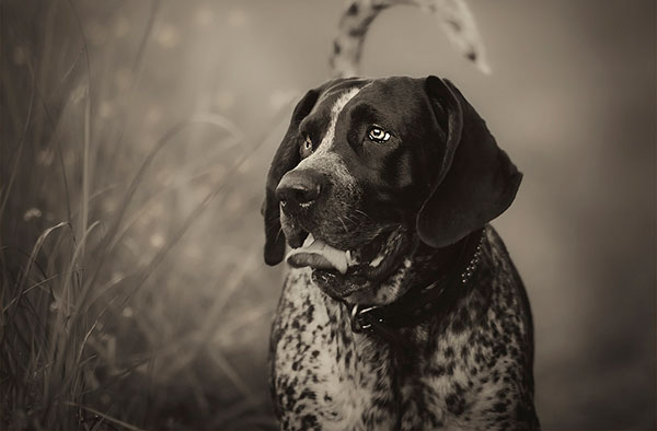 布鲁克浣熊猎犬