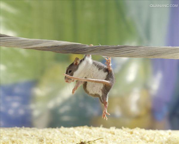 (学名 i>: /i> i>rattus norvegicus /i>),也称为褐鼠,大家鼠,白尾吊