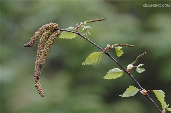 柔荑花序