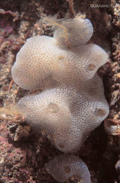  p>名称海鞘纲(ascidiacea),海鞘为海鞘纲生物的统称. /p>