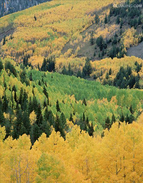  p>针叶林是以针叶树为建群种所组成的各类森林的总称.