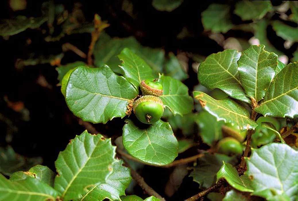  p> a href="#" data-lemmaid="2568796">高山栎 /a>是栎属的一种植物