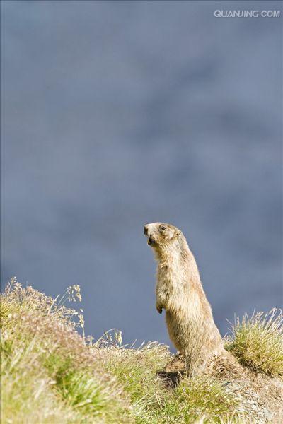  p>喜马拉雅旱獭(学名: i>marmota himalayana /i>)别名哈拉, a href=