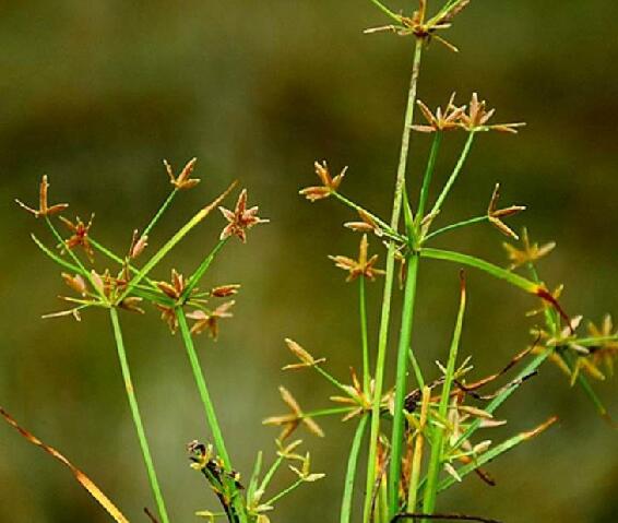  p>畦畔莎草(学名: i>cyperus haspan /i> l.