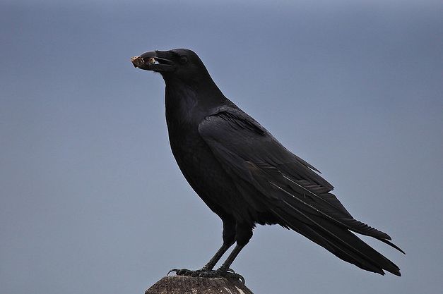  p>渡鸦莫哈韦亚种是雀形目鸟类中体形最大的一种,通体黑色,并闪紫