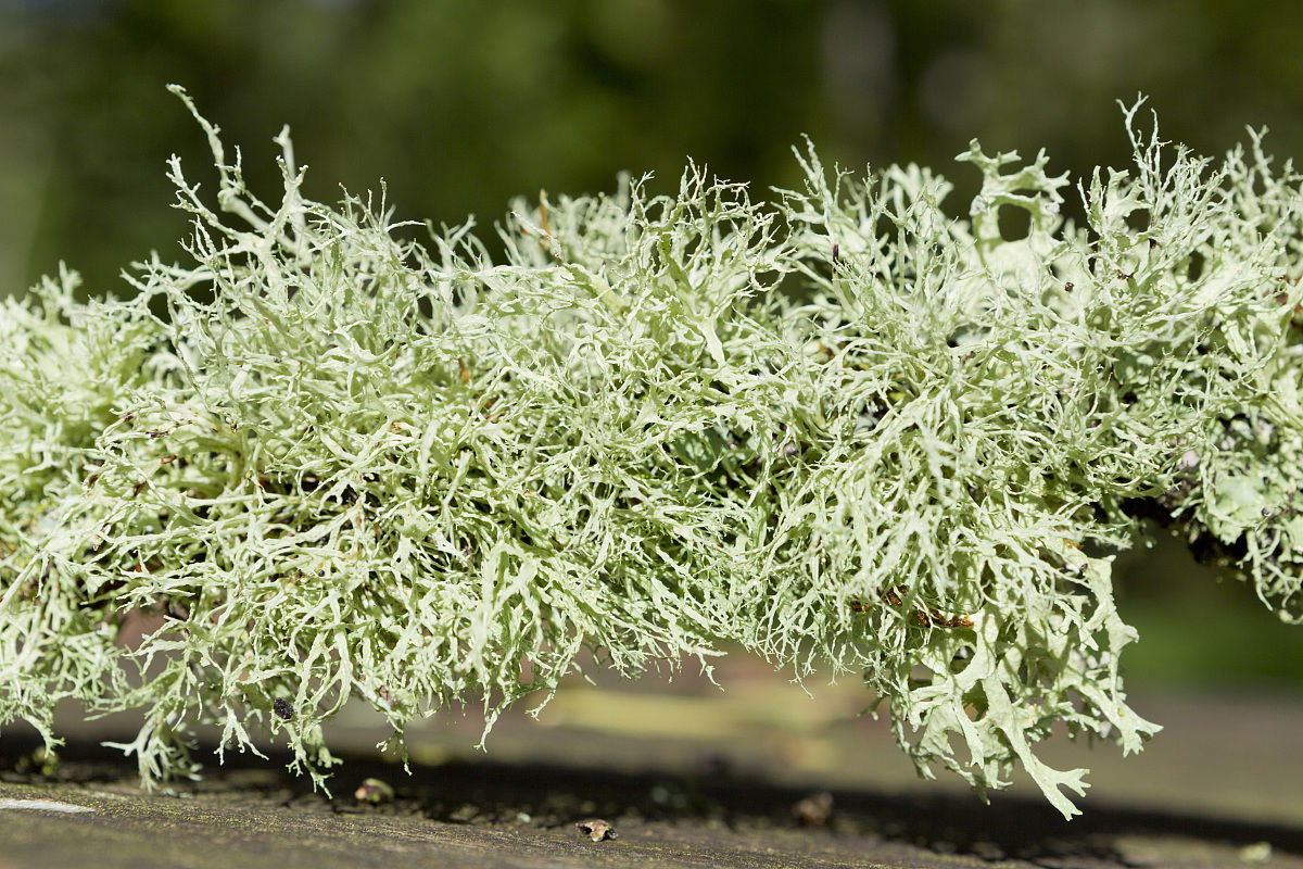 枝状地衣