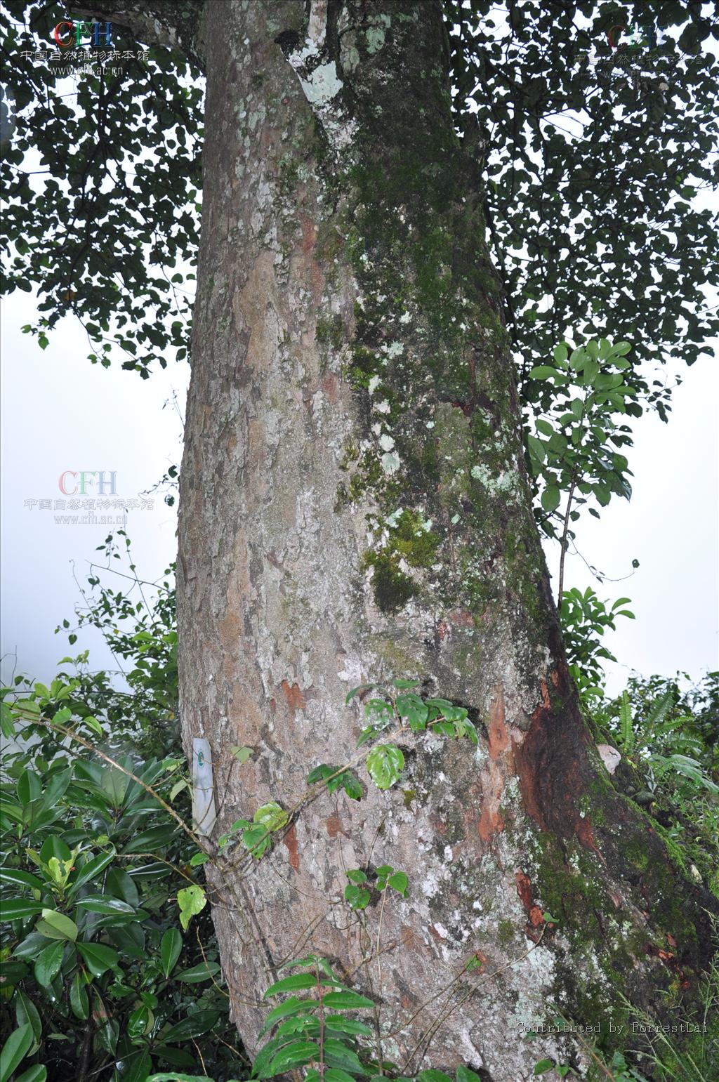  p>蚬木,拉丁学名: i>excentrodendron hsienmu /i>(chun et how) h.