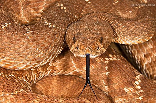  p>南美响尾蛇(crotalus durissus)是一种分布在南美洲的响尾蛇.