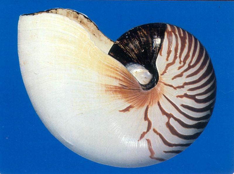 p>珍珠鹦鹉螺, i>nautilus pompilius /i> (linnaeus, 1758), a href