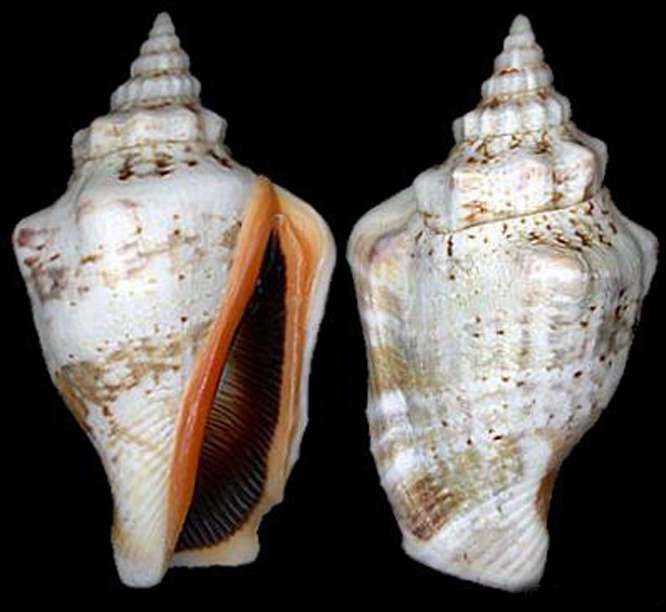 ">中腹足目 /a>, a href="#" data-lemmaid="1091864">凤凰螺科 /a>, 