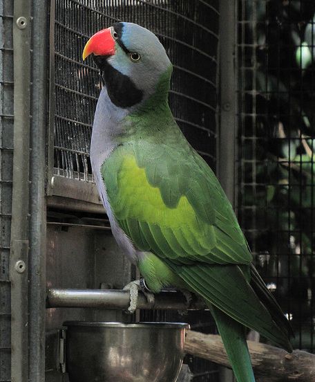 p>德拜鹦鹉(学名: i>psittacula derbiana /i>)是典型的 a target="
