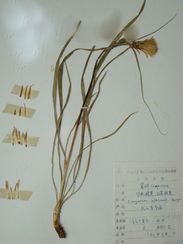  p>白茎鸦葱别名倒扎草(贵阳),茅草细辛(遵义),毛草七(铜仁).