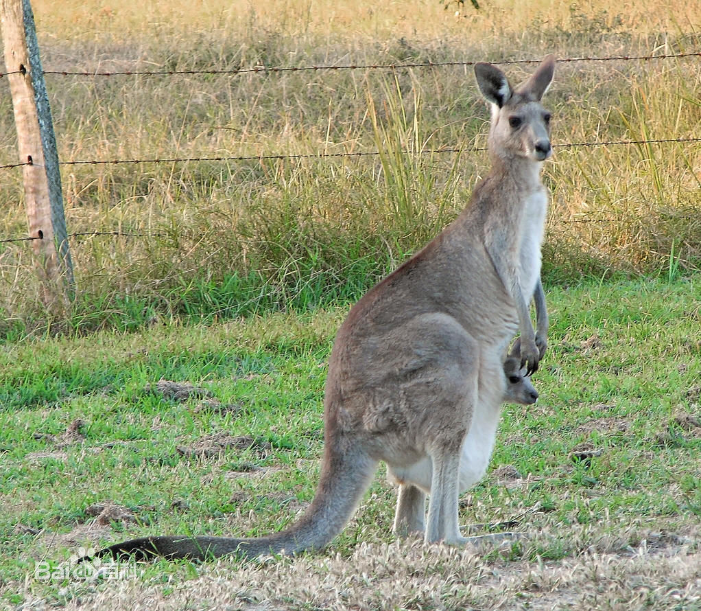  p>大袋鼠属(学名: i>macropus /i>)是 a href="#">有袋目 /a>的一种