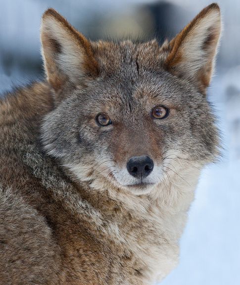  p>郊狼(学名: i>canis latrans /i>)是犬科犬属的一种,与 a target="