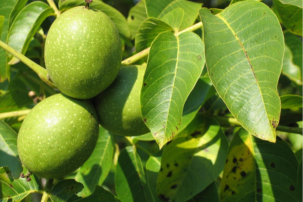 是胡桃科,胡桃属植物,俗称核桃 i>.