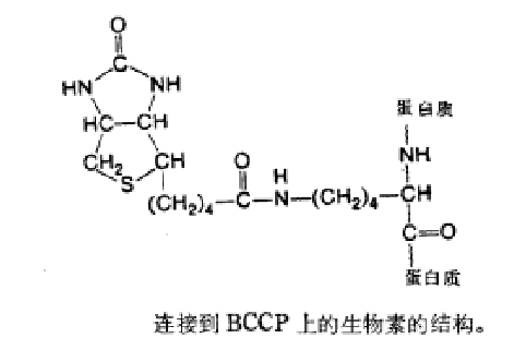 id="6229079">乙酰辅酶 /a>a羧化酶(acetyl coa carboxylase)是一种 a