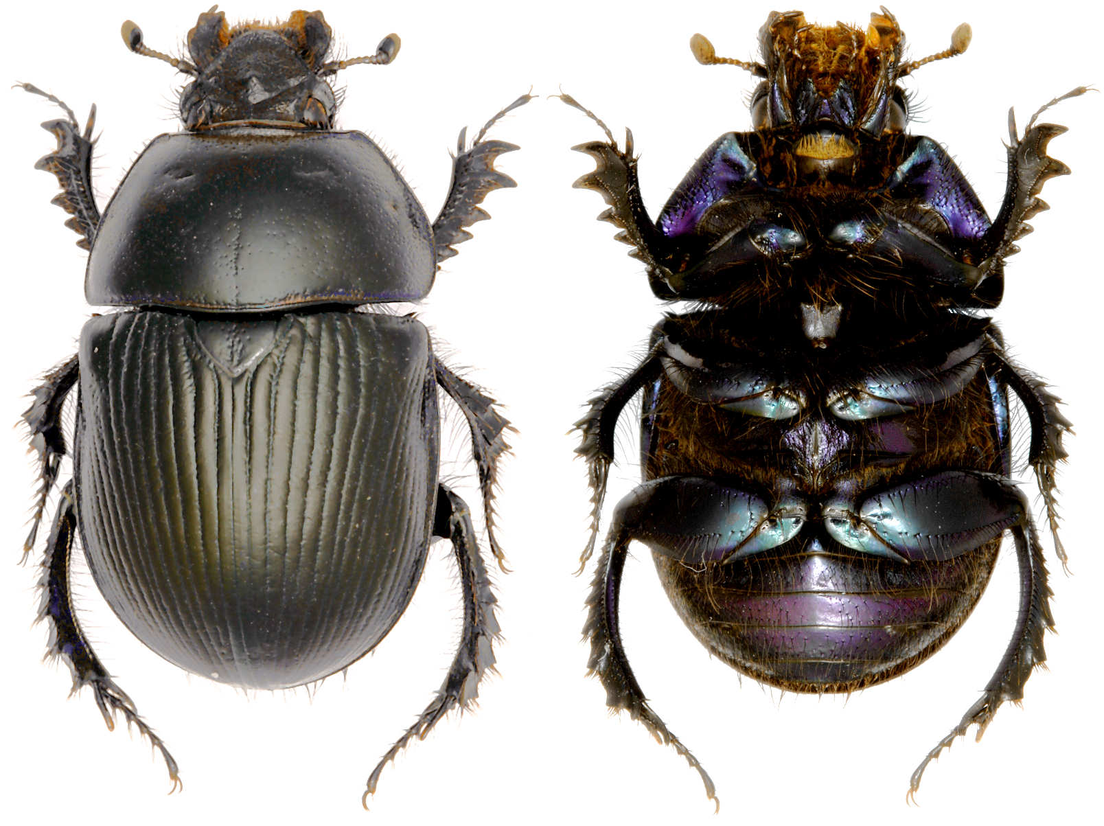 data-lemmaid="1535103">鞘翅目 /a>金龟总科中一较大的科