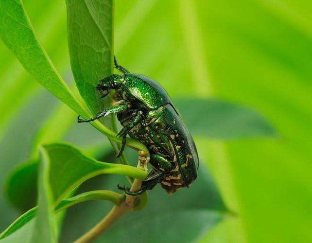  p>莲根叶甲又名莲藕食根金花虫,俗名地蛆,属 a target="_blank" href