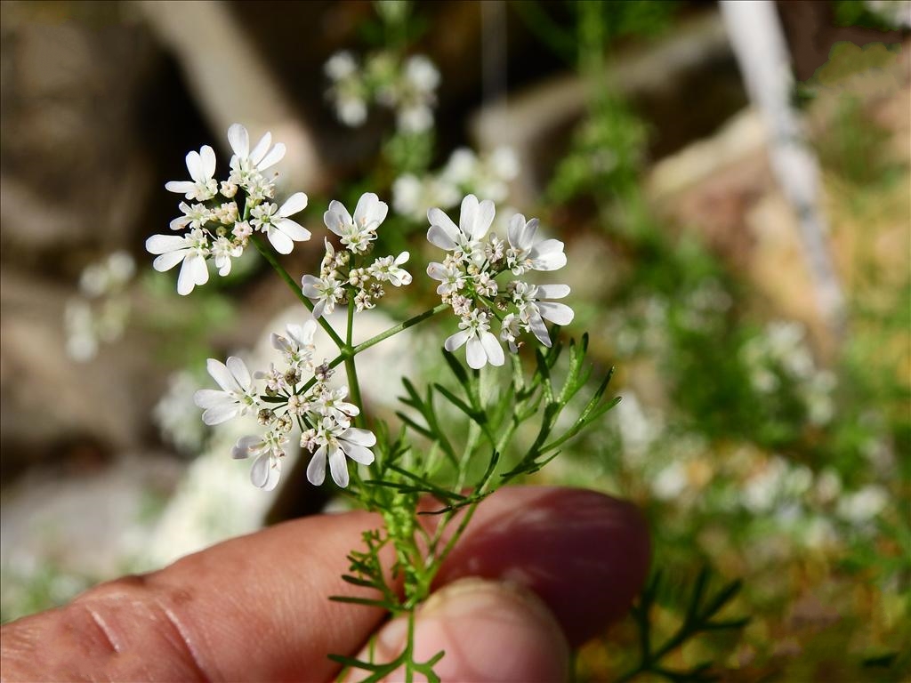  p>田葛缕子(学名: i>carum buriaticum  /i>turcz.