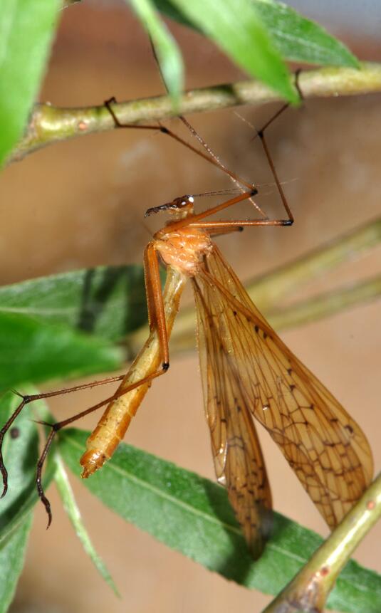  p>中华蚊蝎蛉(学名: i>bittacus sinensis /i>)是蚊蝎蛉科,蚊蝎蛉属