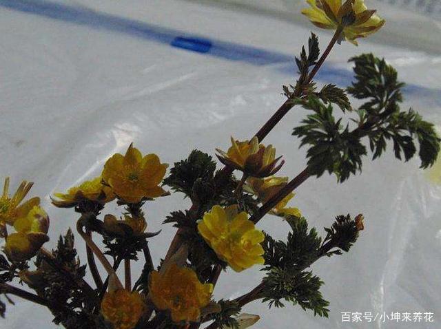 还为冰凌花盆栽不开花烦恼，掌握这四个要点，寒冬时刻照样赏花_百科TA说