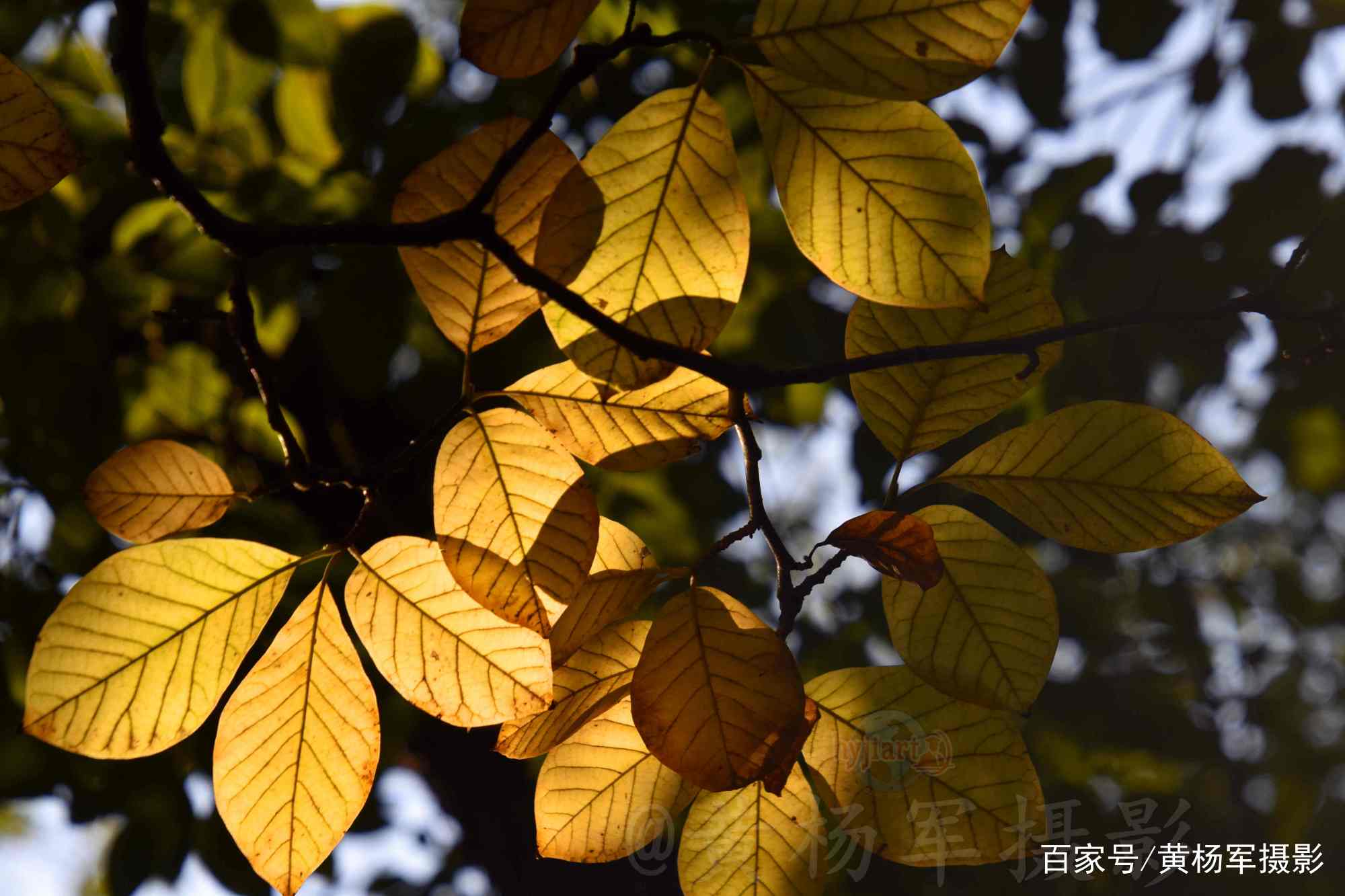 玉兰树叶斑斓多彩的迷人之美，迎着阳光的叶子通透美丽，叶美如花_百科TA说