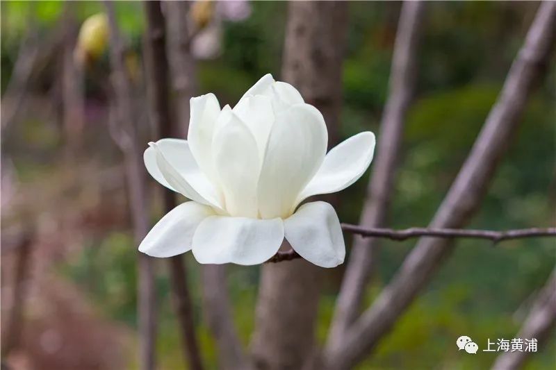 玉兰花开、春意如许！摒牢，还你春意盎然！_百科TA说