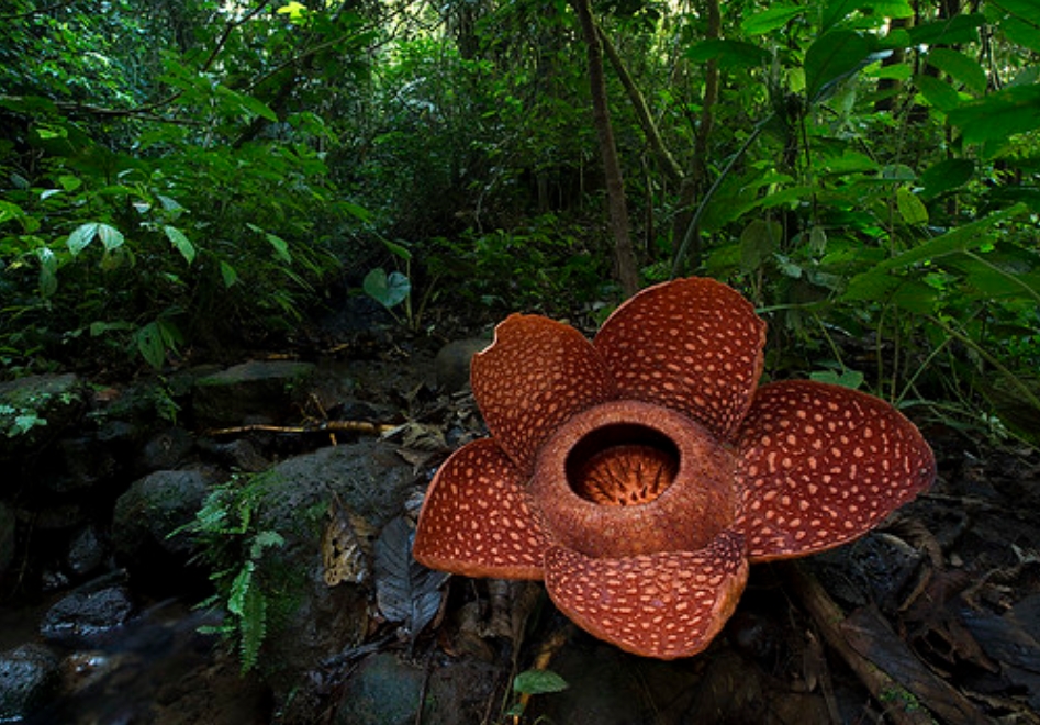 是大花草科,大花草属植物.最大的直径可达1.