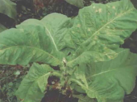 烟草番茄斑萎病毒病