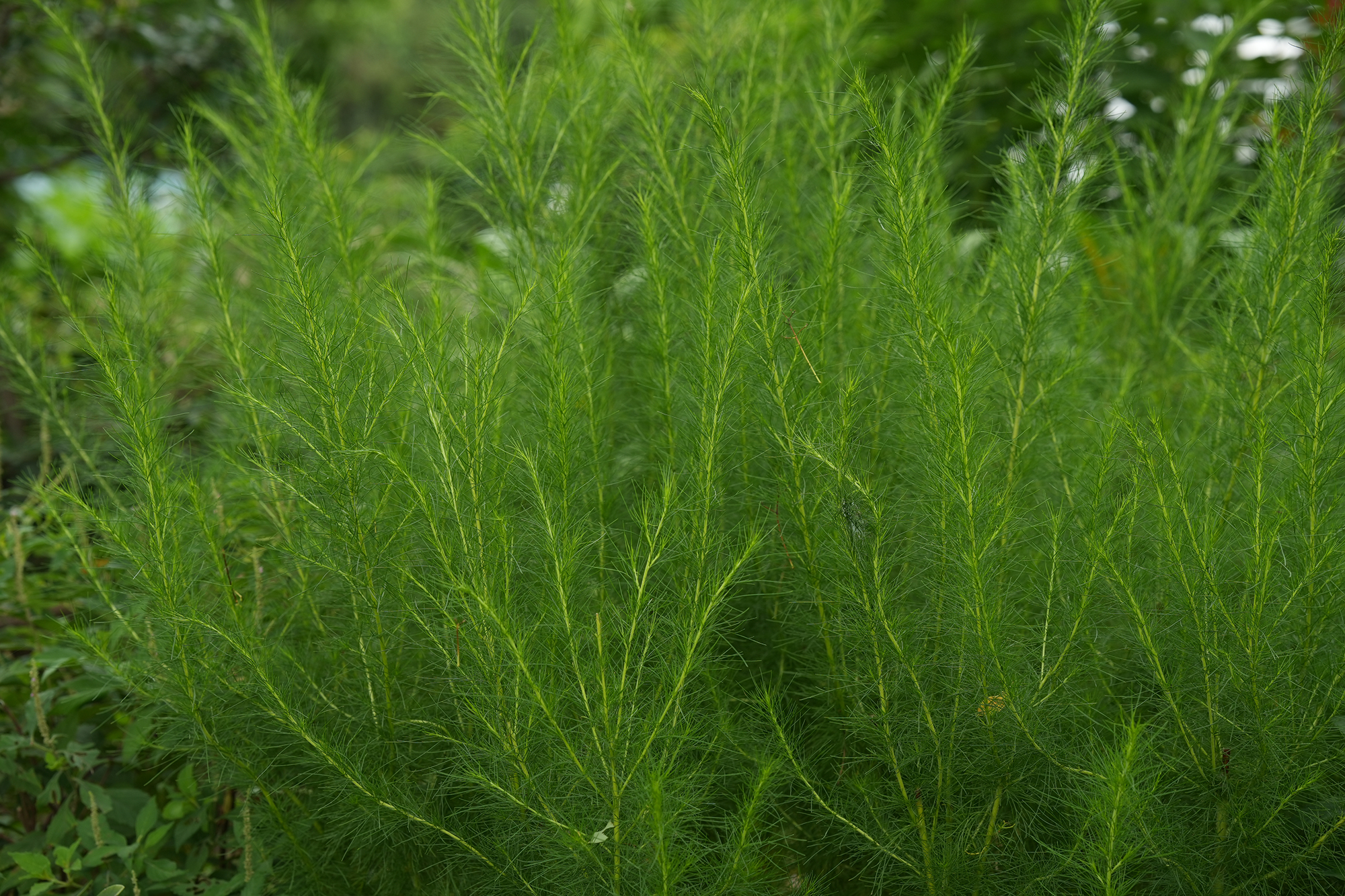 臭蒿