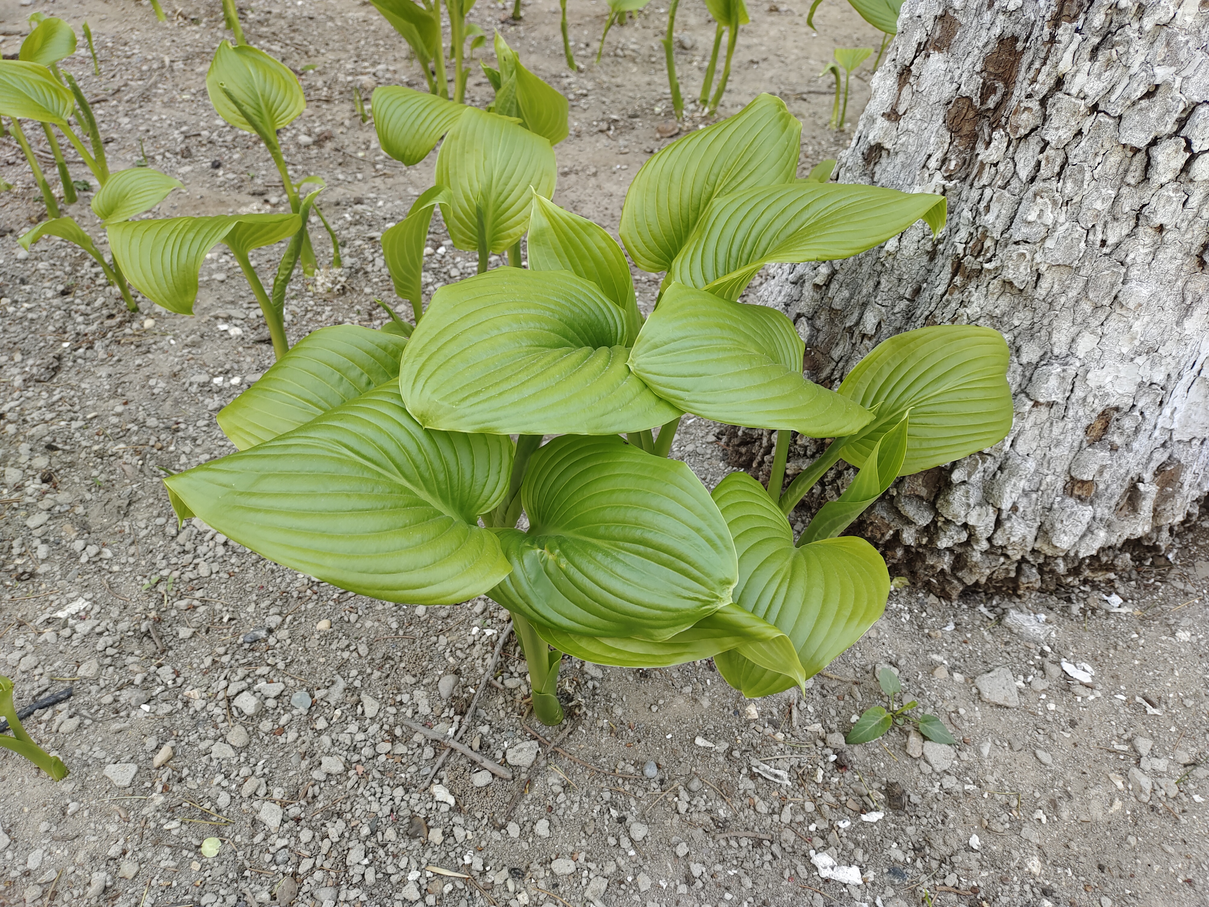 玉簪植物(玉簪植物有几个品种)