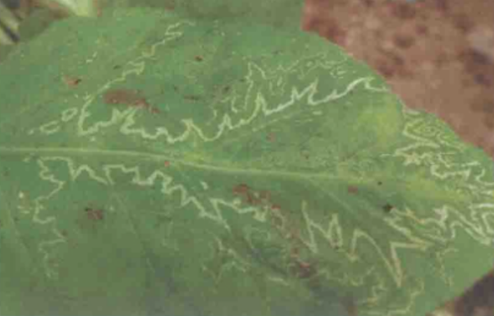 烟草黄瓜花叶病毒病