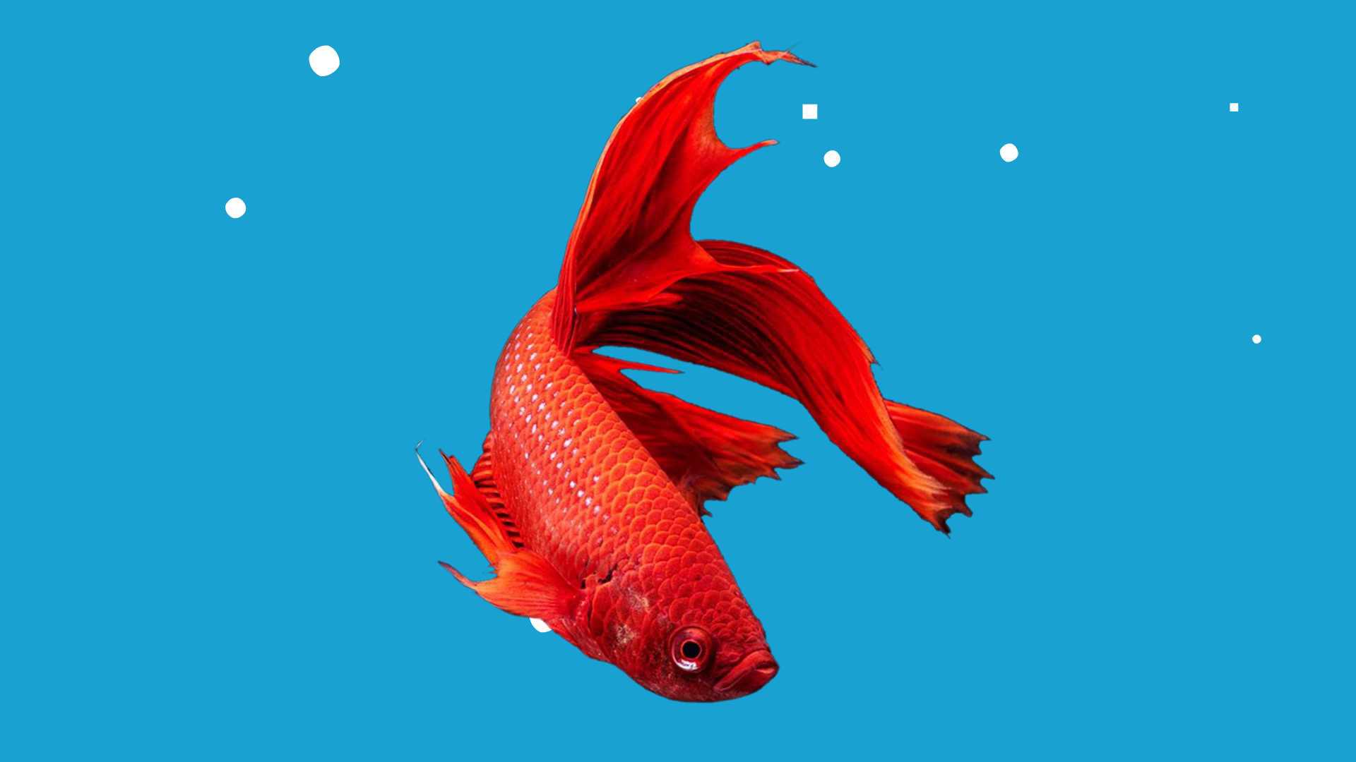 龙鱼:一个生物分类,代表为亚洲龙鱼