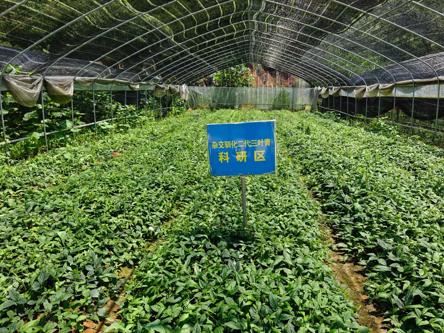 三叶青有大约8个品种,很多地区都有野生