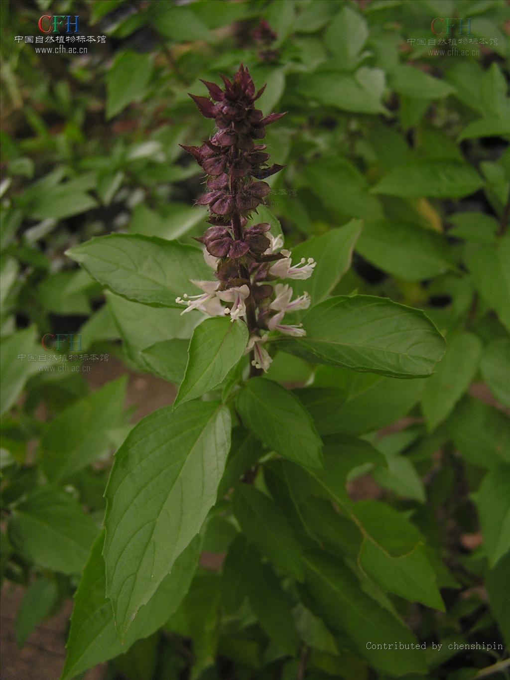  p>鸡脚参属(学名:orthosiphon benth.