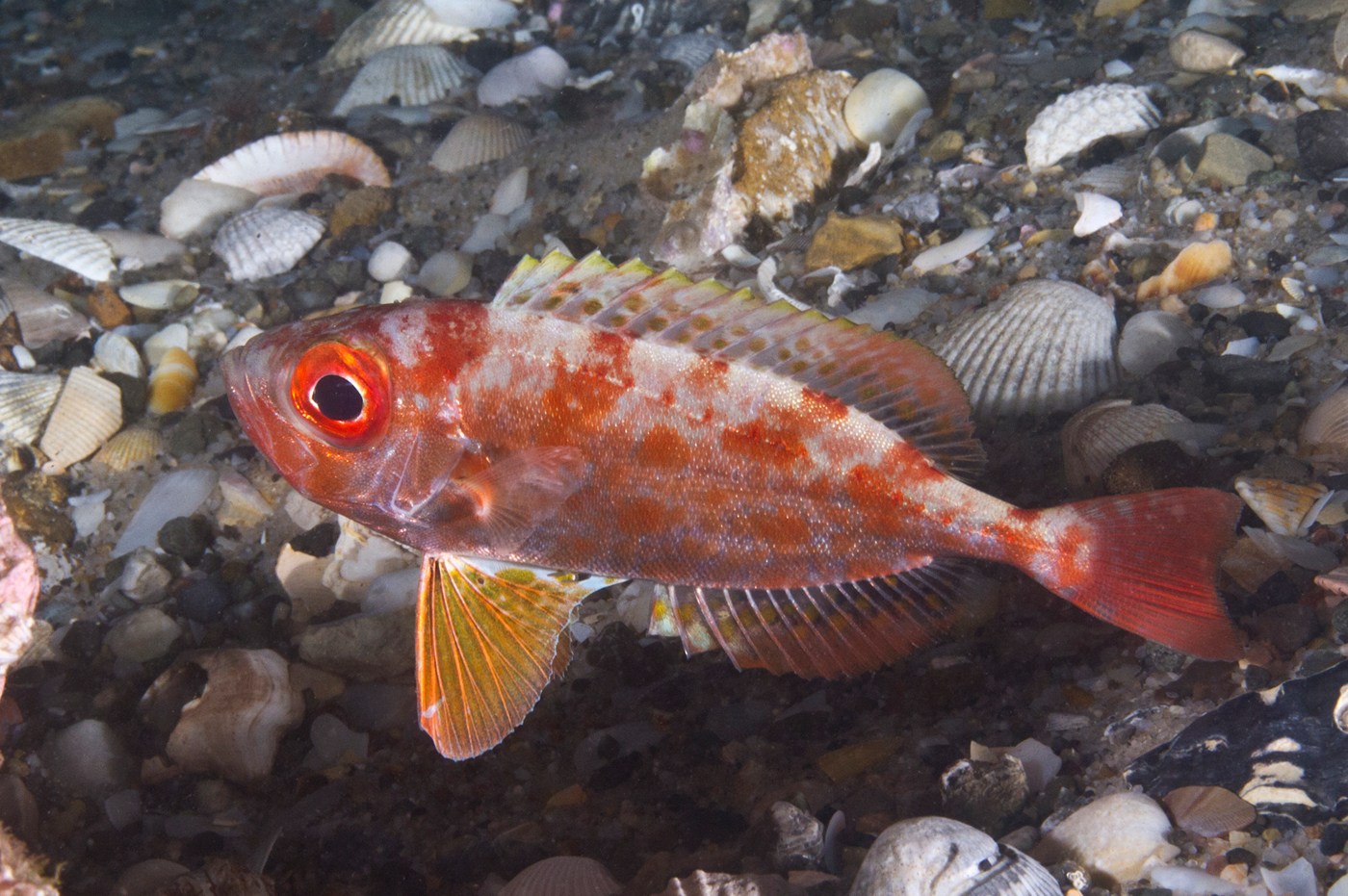  p>短尾大眼鲷(学名: i>priacanthus macracanthus /i>)是大眼鲷科