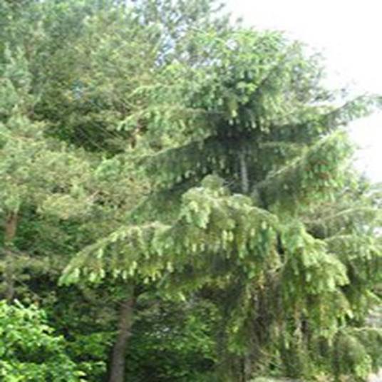 Picea breweriana_百度百科