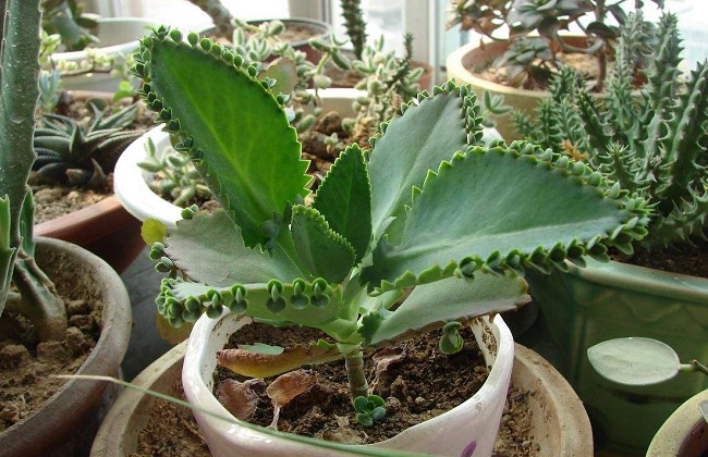 oken)是景天科落地生根属多年生草本植物,高40-150厘米,茎有分枝.