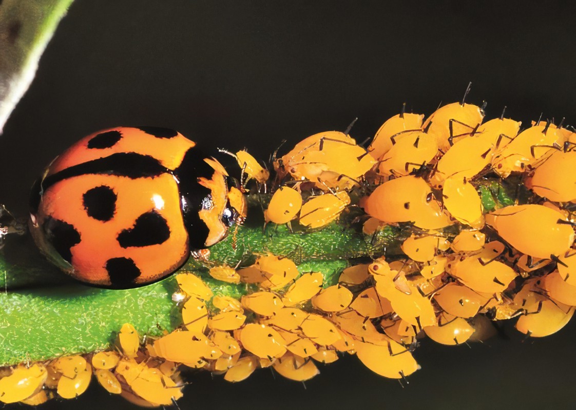  p>钩颚蓝步甲是一种鞘翅目步甲科动物. /p>